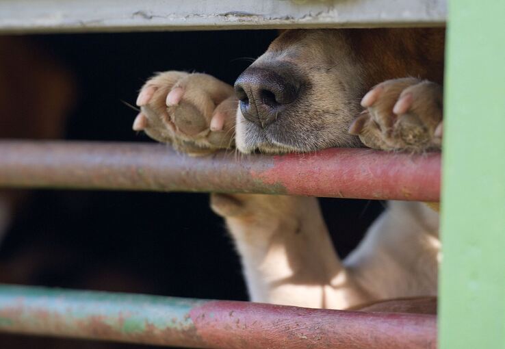 Das aus Russland stammende Tier war in Quarantäne gebracht worden Das aus Russland stammende Tier war in Quarantäne gebracht worden