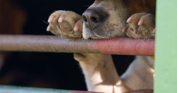 Das aus Russland stammende Tier war in Quarantäne gebracht worden