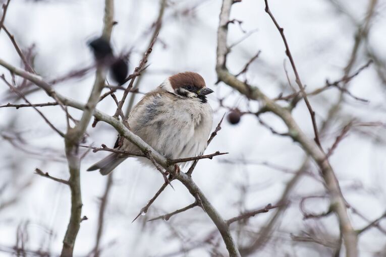 Winter in Baden-Württemberg Winter in Baden-Württemberg