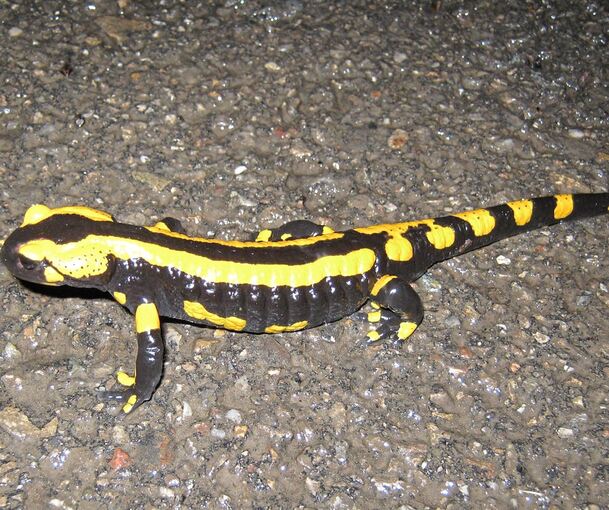Im Strudelbachtal bei Eberdingen gibt es ein landesweit bedeutendes Feuersalamander-Vorkommen.
