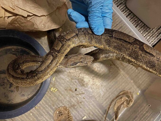 Horror-Schlangenhaltung entdeckt – Behörden greifen durch Horror-Schlangenhaltung entdeckt – Behörden greifen durch