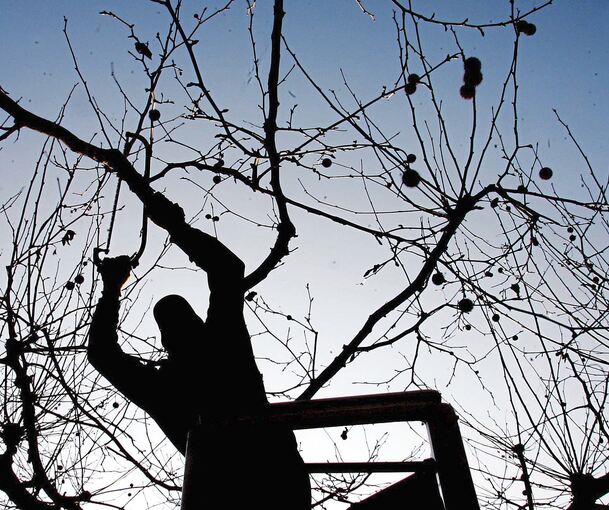 Der korrekte Schnitt von Obstbäumen will gelernt sein.