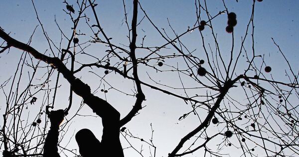 Der korrekte Schnitt von Obstbäumen will gelernt sein.