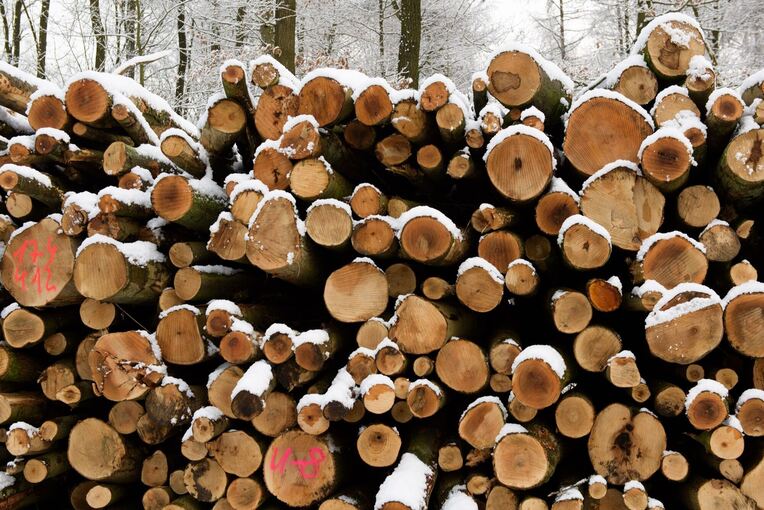 Holzstämme Holzstämme