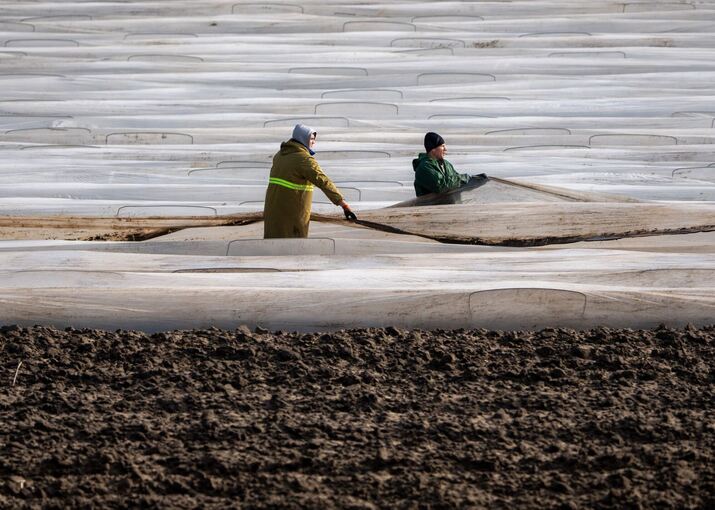 Spargelanbau auf den Feldern des Syring-Hofes