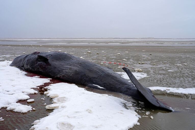 Pottwal in Dänemark gestrandet