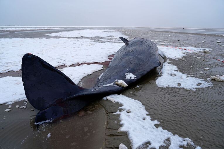 Pottwal in Dänemark gestrandet Pottwal in Dänemark gestrandet