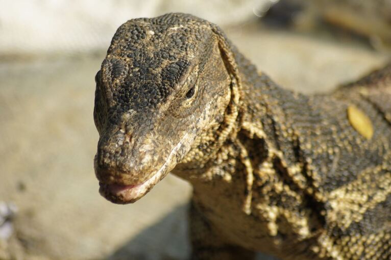 Bindenwaran in Bangkok