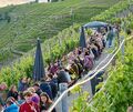 Das Käsbergfest in Mundelsheim lockt mit einem tollen Blick auf die Weinberglandschaft der Neckarschleife.