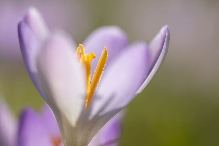 Frühling in Sachsen