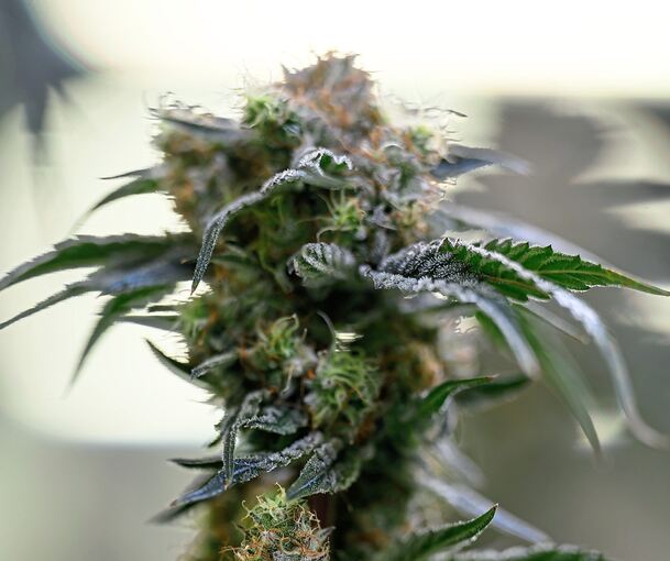 Eine Cannabispflanze.