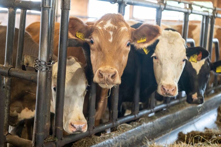 Ochsen in einem Stall