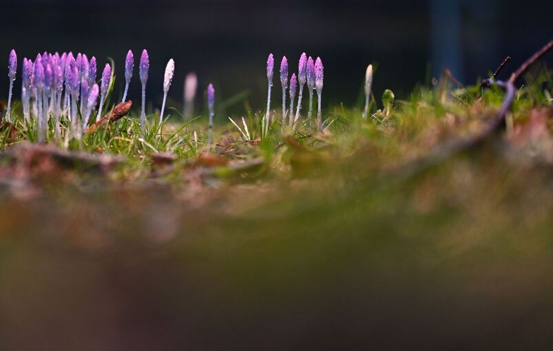 Frühlingsboten in Niedersachsen Frühlingsboten in Niedersachsen
