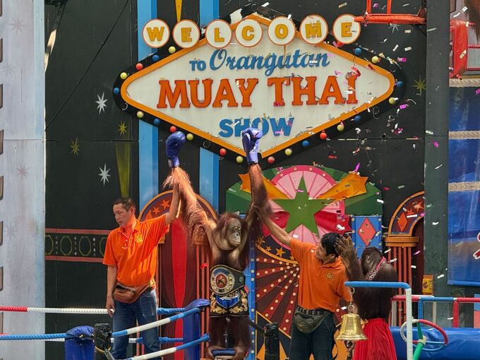 Orang-Utans als Touristenattraktion in Thailand