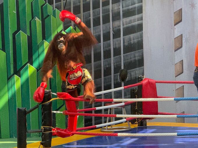 Orang-Utans als Touristenattraktion in Thailand