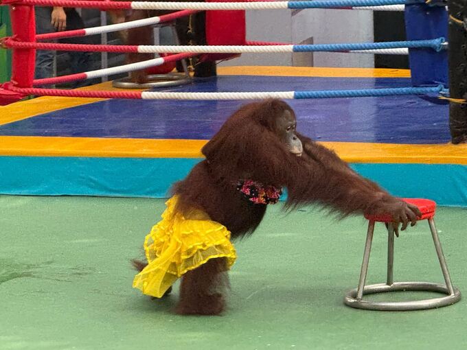 Orang-Utans als Touristenattraktion in Thailand