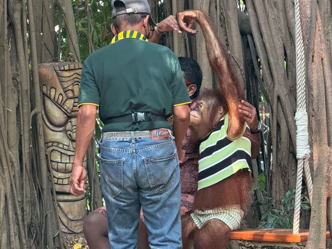 Orang-Utans als Touristenattraktion in Thailand