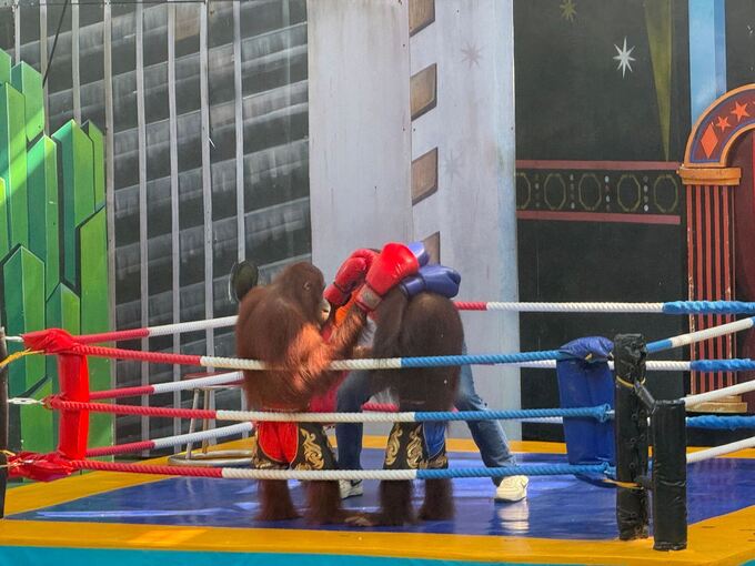 Orang-Utans als Touristenattraktion in Thailand