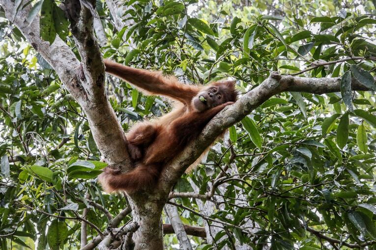 IPBES-Weltbericht: Menschheit tilgt die Natur von der Erde