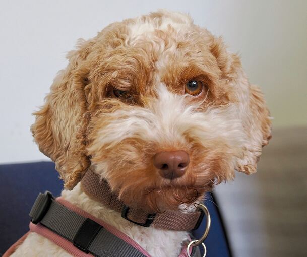 Schulhund im Einsatz: Ela unterstützt Schulsozialarbeiterin Zeynep Atak im schulischen Alltag.