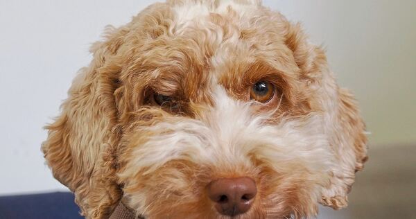 Schulhund im Einsatz: Ela unterstützt Schulsozialarbeiterin Zeynep Atak im schulischen Alltag.