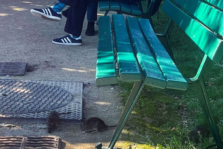 Wahlkampf in Paris - Millionen Ratten sorgen für Streit Wahlkampf in Paris - Millionen Ratten sorgen für Streit