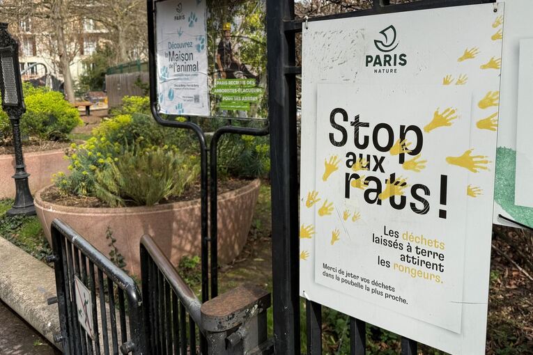Wahlkampf in Paris - Millionen Ratten sorgen für Streit Wahlkampf in Paris - Millionen Ratten sorgen für Streit