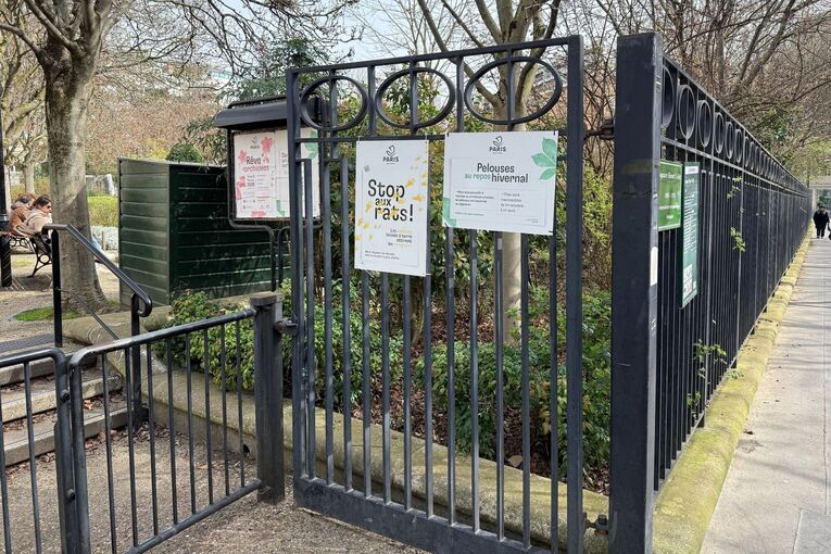 Wahlkampf in Paris - Millionen Ratten sorgen für Streit Wahlkampf in Paris - Millionen Ratten sorgen für Streit