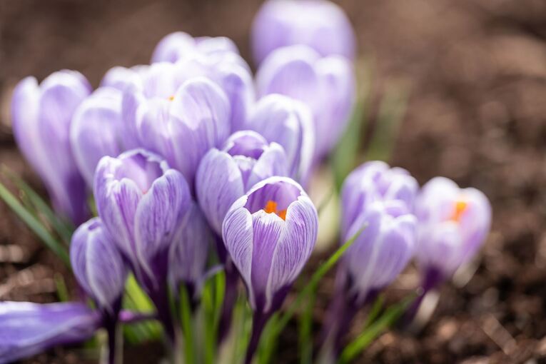 Frühling in Baden-Württemberg