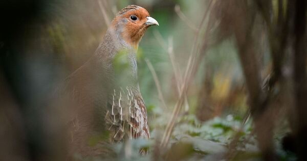 Rebhuhn-Kartierung in MV gestartet