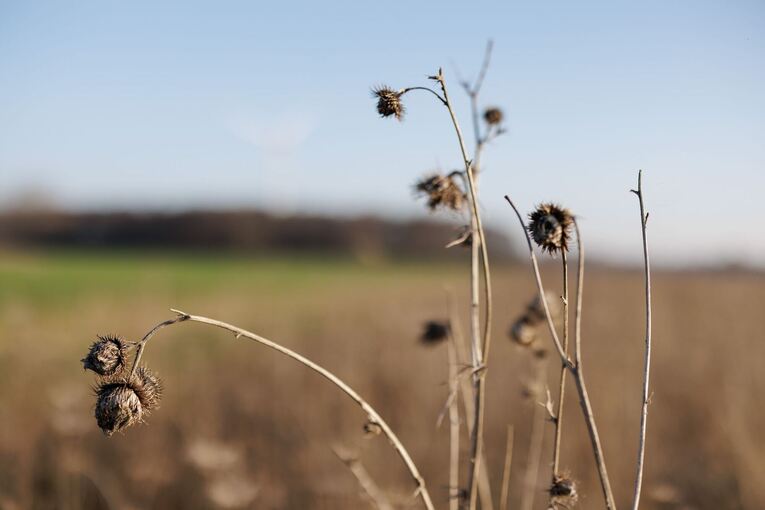 Rettungsmission Rebhuhn