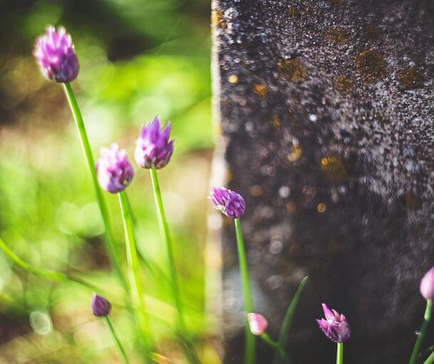 Nachhaltig bepflanzen.