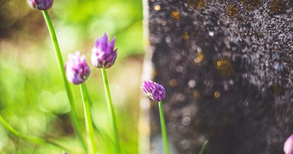 Nachhaltig bepflanzen.