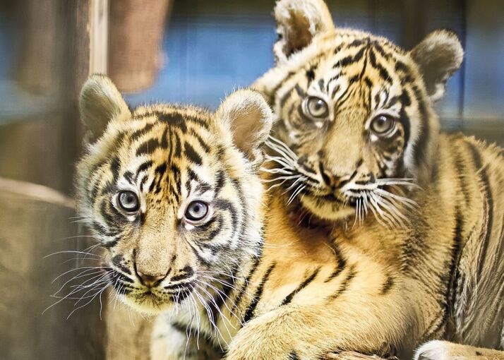 Nachwuchs bei den Sumatra-Tigern hat Namen