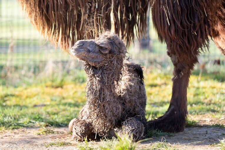 Kamelfohlen kommt zur Welt