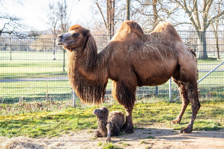 Kamelfohlen kommt zur Welt