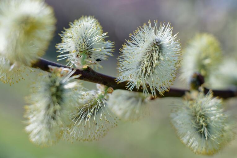 Weidenkätzchen