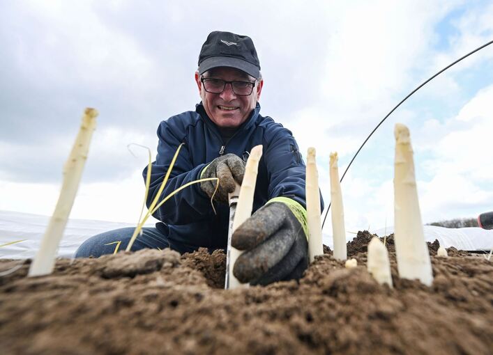 Spargelernte in Iffezheim