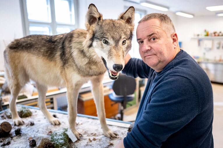 Was macht ein Präparator mit einem totem Wolf