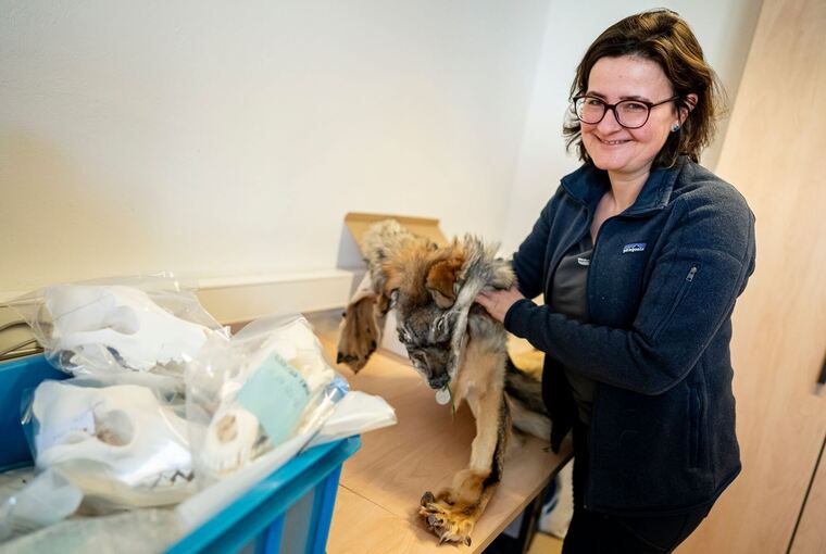 Was macht ein Präparator mit einem totem Wolf