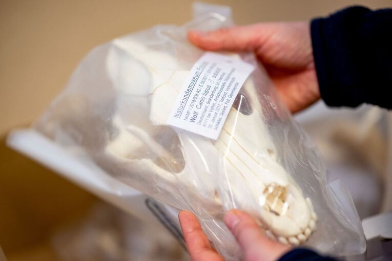 Was macht ein Präparator mit einem totem Wolf