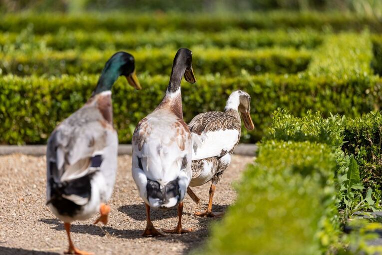 Enten jagen Schnecken im Ansbacher Hofgarten