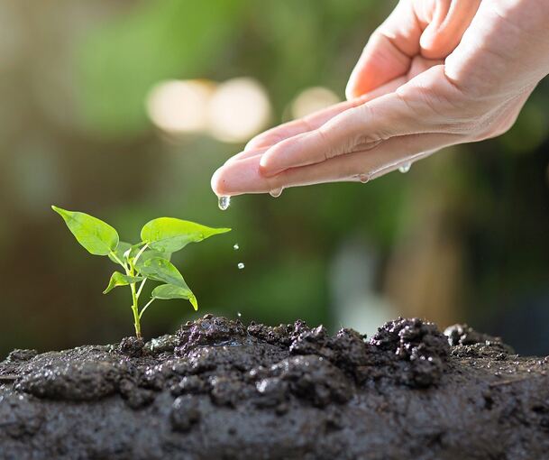 Ob Paprika, Tomate oder Chili: Was so liebevoll vorgezogen und dann ins Freiland gepflanzt wurde, wächst gleich viel besser.
