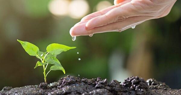 Ob Paprika, Tomate oder Chili: Was so liebevoll vorgezogen und dann ins Freiland gepflanzt wurde, wächst gleich viel besser.