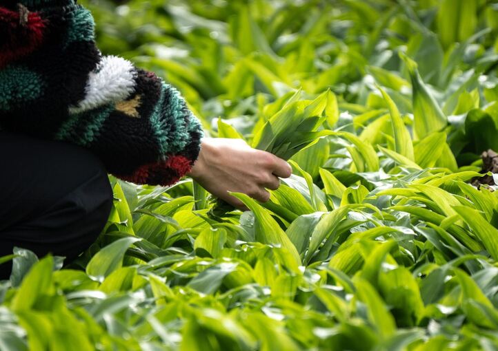 Frau sammelt wild wachsende Bärlauch-Blätter