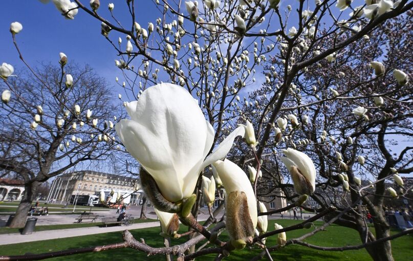 Magnolienblüte