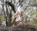 Sie kündigen den Frühling an: Die Störche sind zurück in Ludwigsburg.
