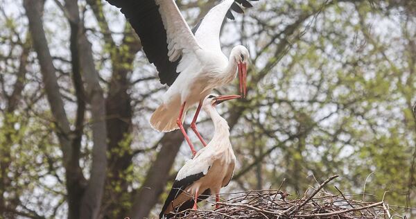 Sie kündigen den Frühling an: Die Störche sind zurück in Ludwigsburg.