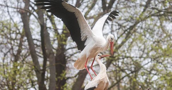 Nach Tod von Jungstorch in Ludwigsburg: Peta stellt Strafanzeige