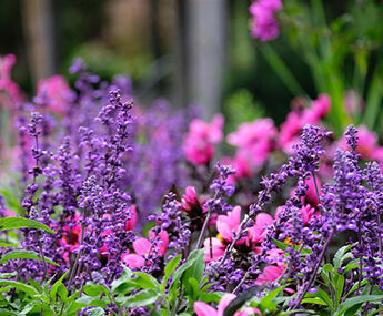 Bepflanzung Landesgartenschau Ellwangen